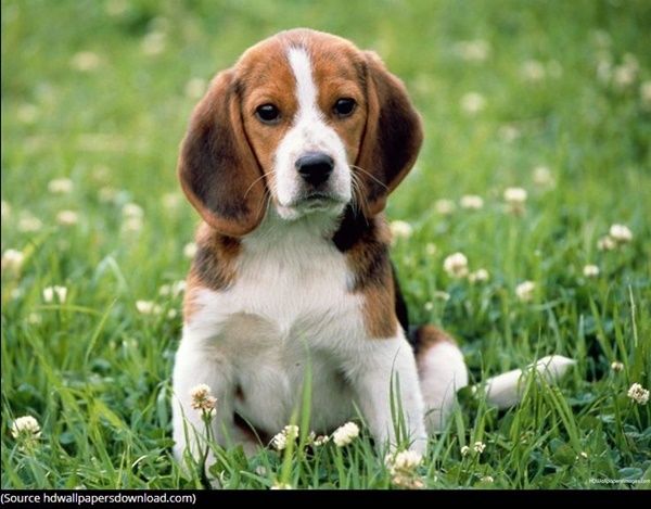 beagle-photo1.jpg