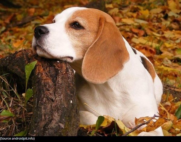 beagle-photo2.jpg