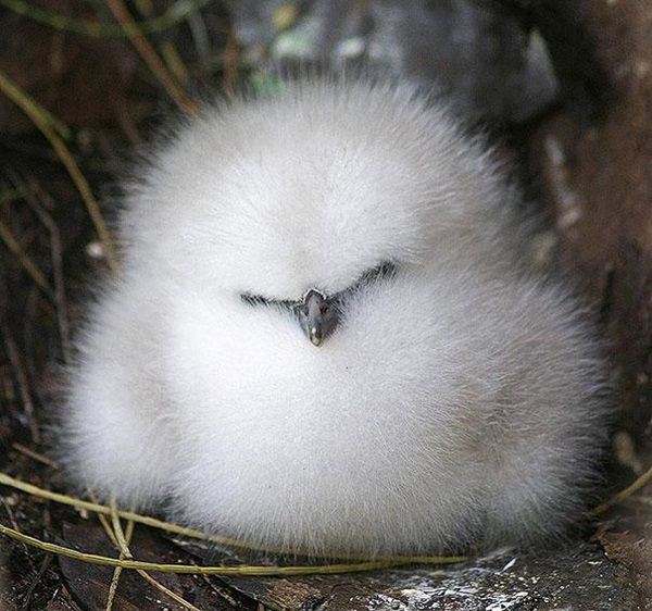 bebe-albatros.jpg