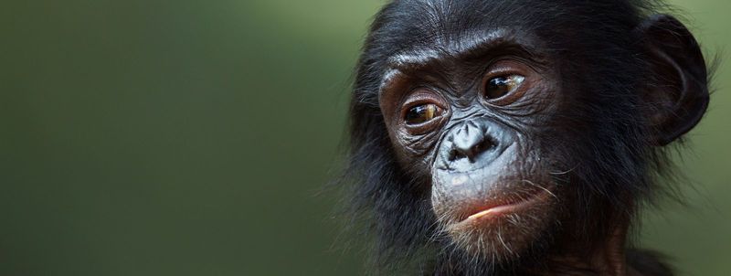 bebe-bonobo-en-republique-democratique-du-congo.jpg