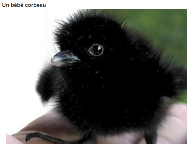 bebe-corbeau.png