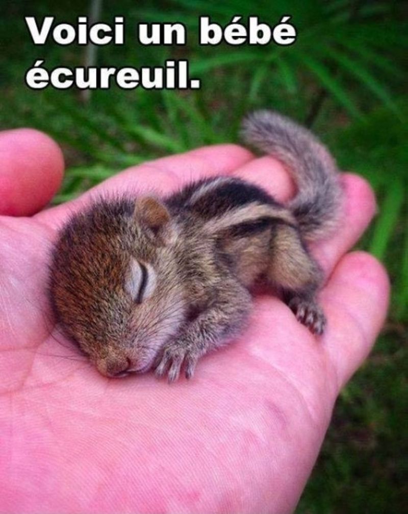 bebe-ecureuil.jpg