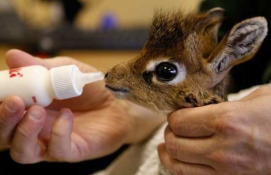 bebe-girafe-nourri.png