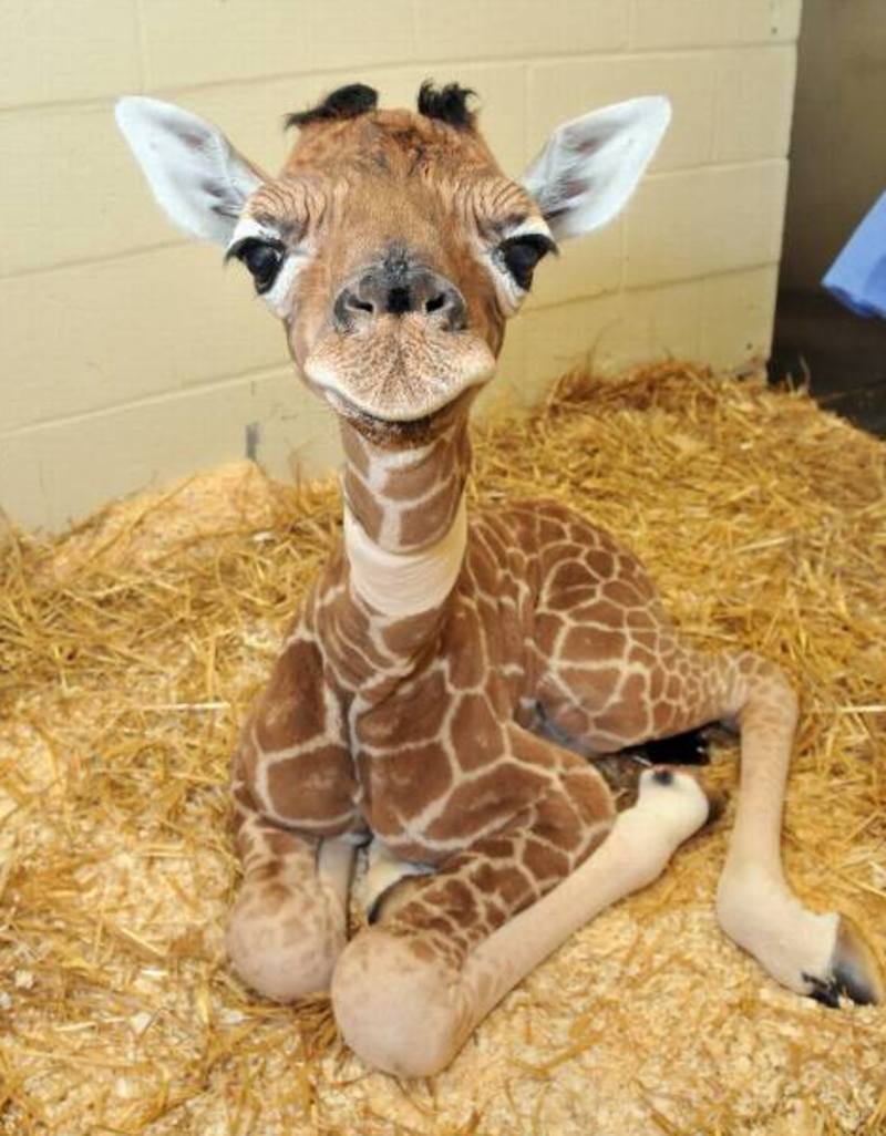 bebe-girafe.png