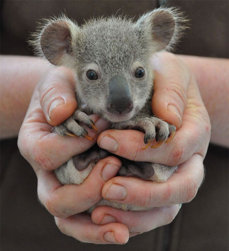 bebe-koala.jpg
