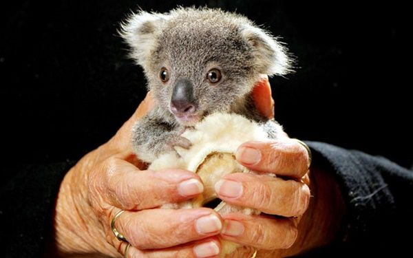 bebe-koala_1.jpg