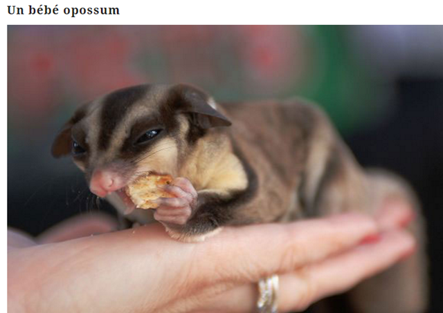 bebe-opossum.png