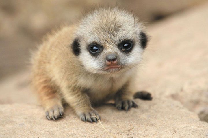 bebe-suricate.jpg