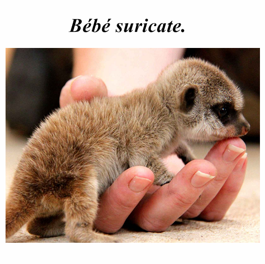 bebe-suricate_1.png