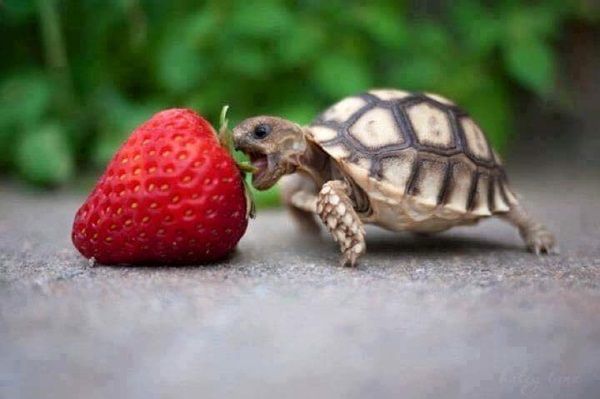bebe-tortue-et-fraise.jpg