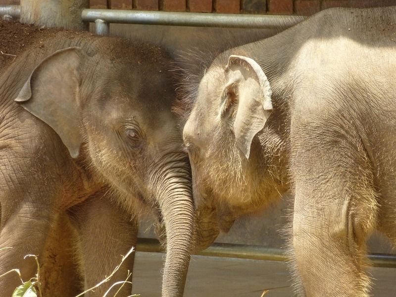 bebes-elephants.jpg
