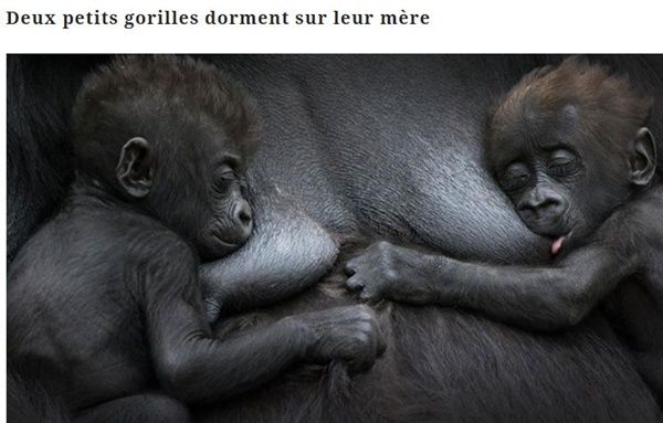 bebes-gorilles-et-maman.jpg