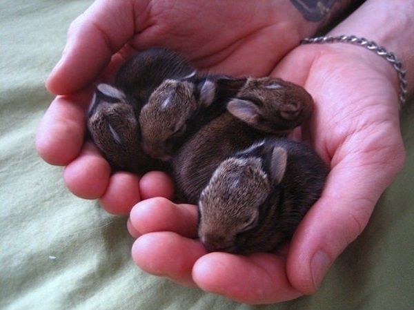 bebes-lapins.jpg