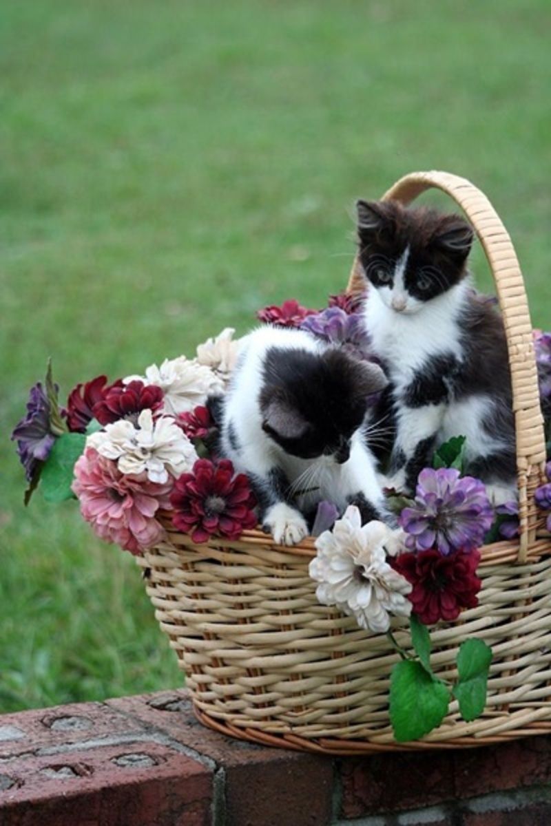 belle-image-chats-dans-fleurs.jpg
