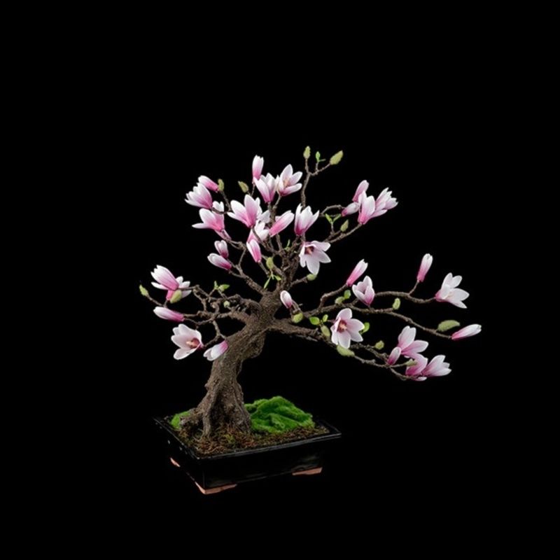 bonzai-magnolia.jpg