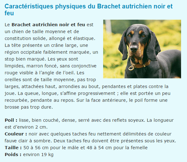 brachet-texte1.png
