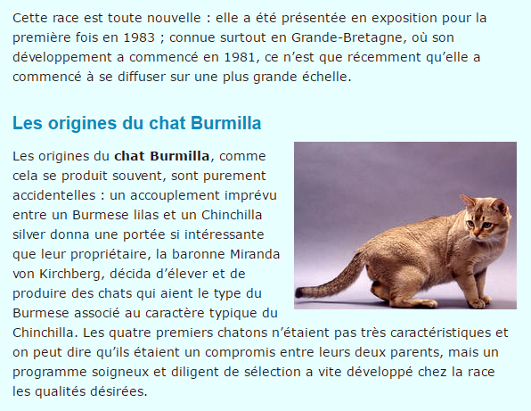 burmilla-texte1.png