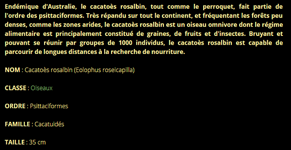 cacatoes-texte1.png