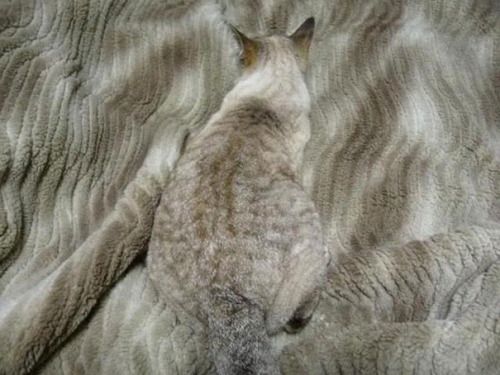 camouflage-chat8.jpg