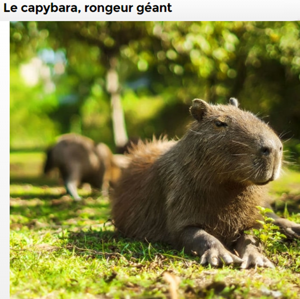 capybara-photo.png