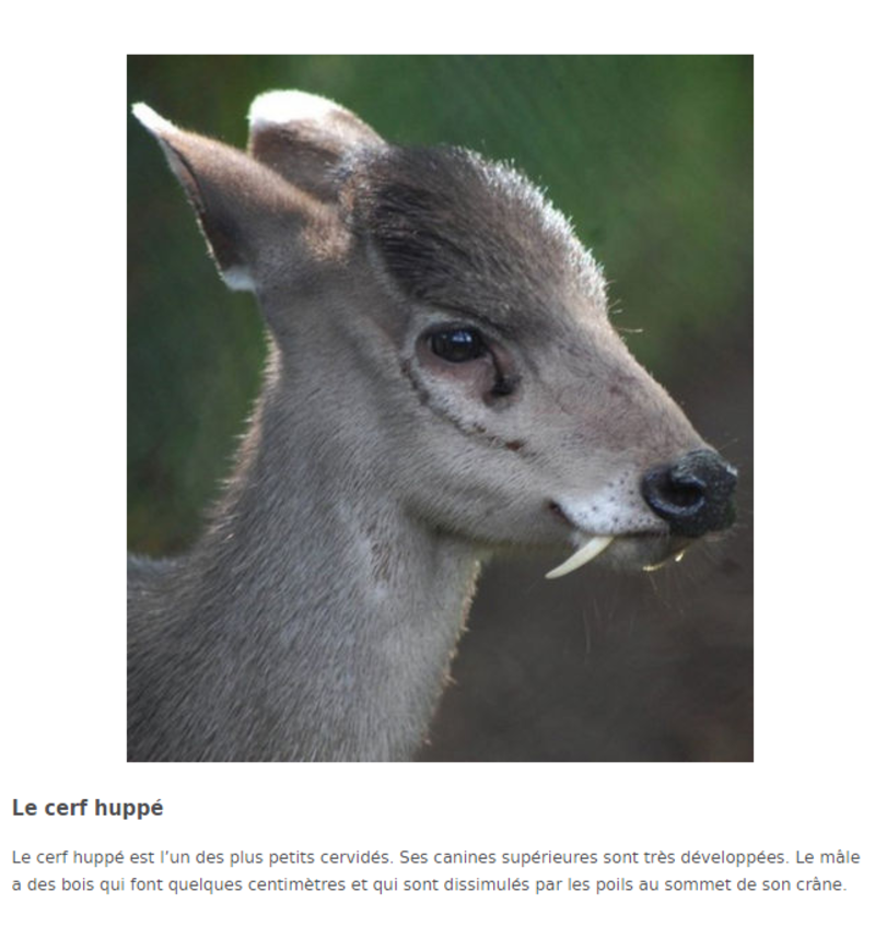 cerf-hupe.png