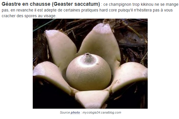 champignons5.png