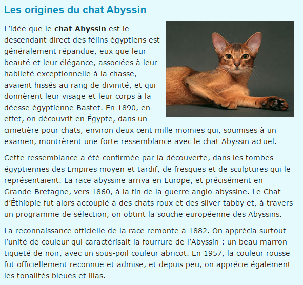 chat-abyssin-texte.png