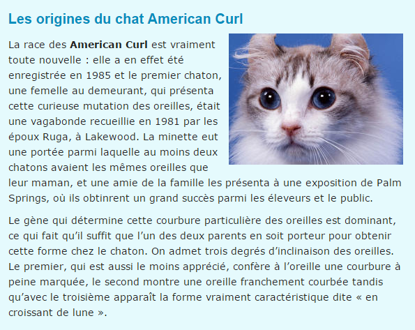 chat-american-curl-texte.png