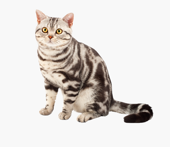 chat-american-shorthair1.png