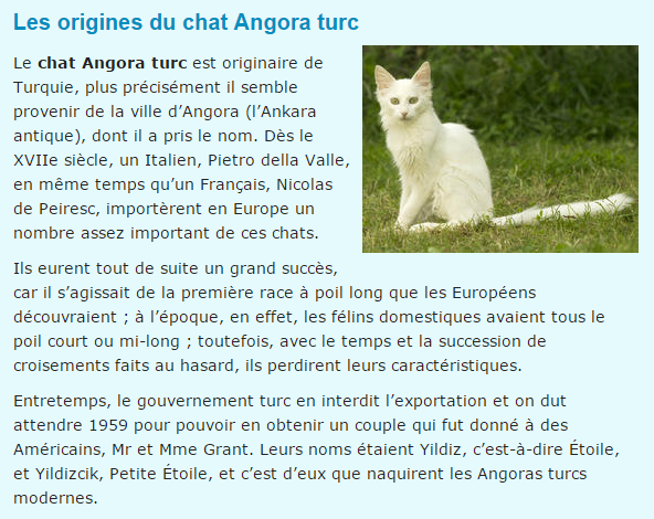 chat-angora-turc-texte.png