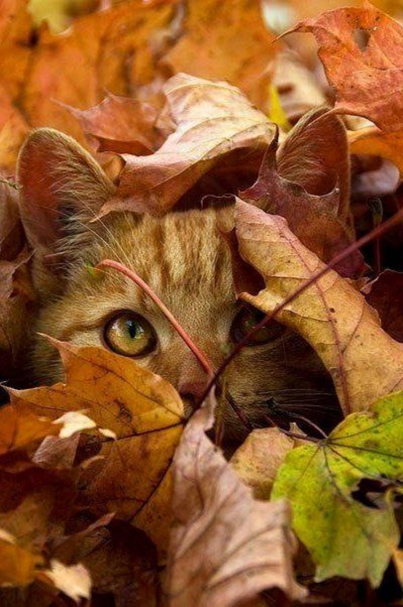 chat-automne.jpg