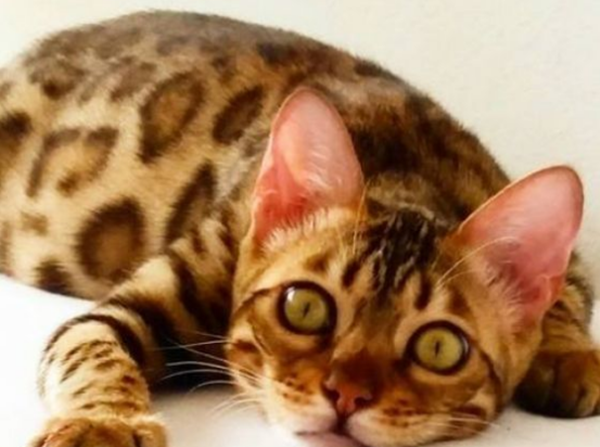 chat-bengal-cher-photo.png