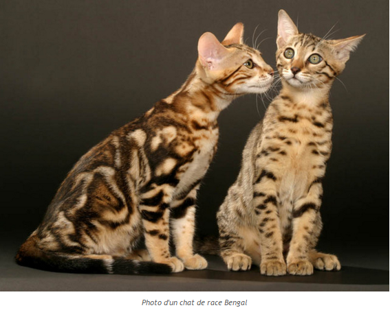 chat-bengal-photo2.png