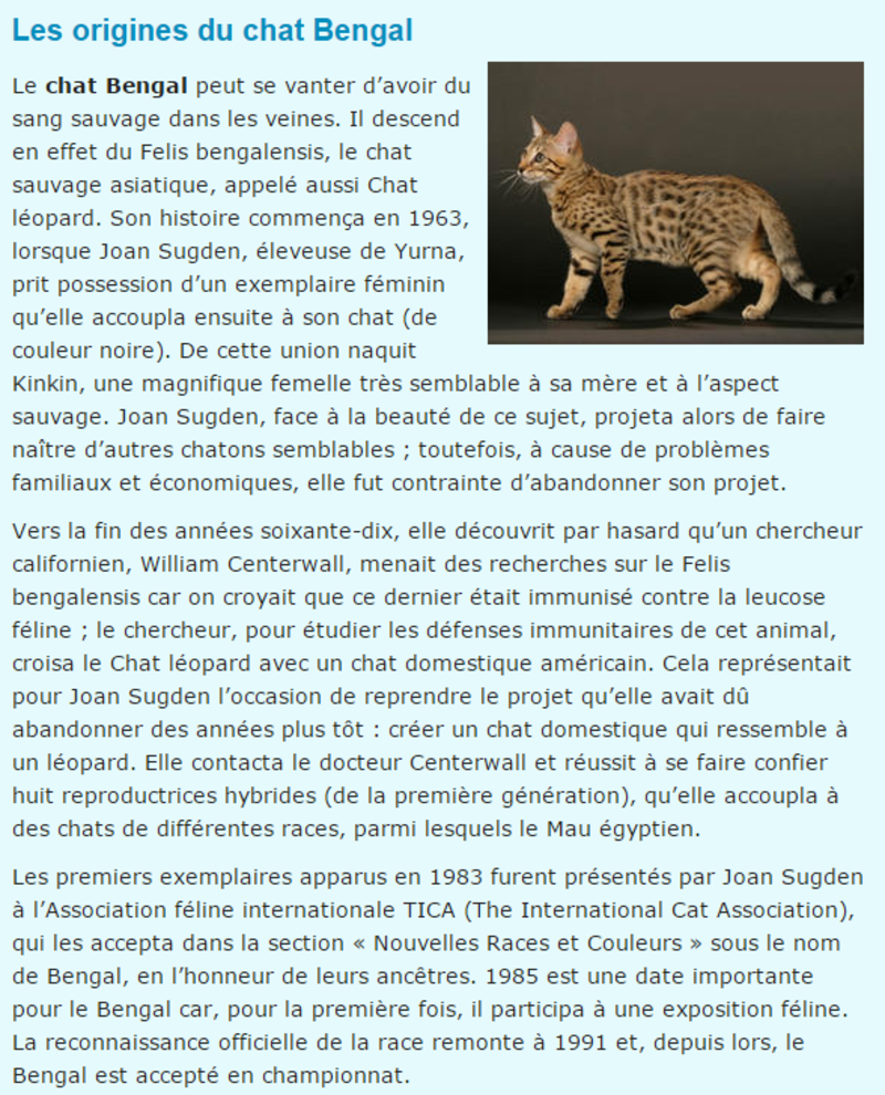 chat-bengal-texte.png