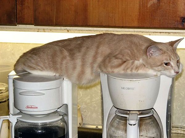 chat-cafetiere.jpg