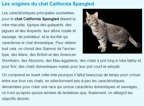 chat-california-spangled-titre.png