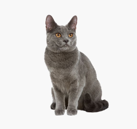 chat-chartreux-1.png
