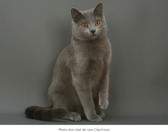 chat-chartreux-photo1.png