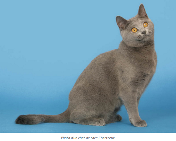 chat-chartreux-photo2.png