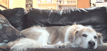 chat-chien-viens-on-joue.gif