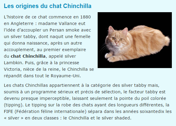 chat-chinchilla-texte.png