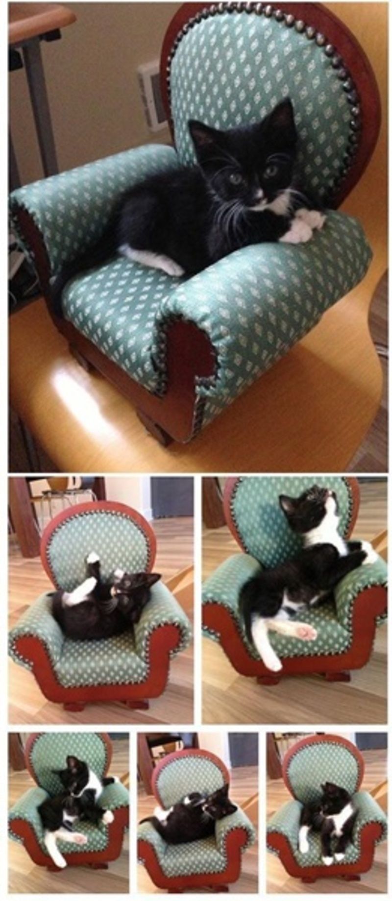 chat-dans-son-fauteuil.jpg
