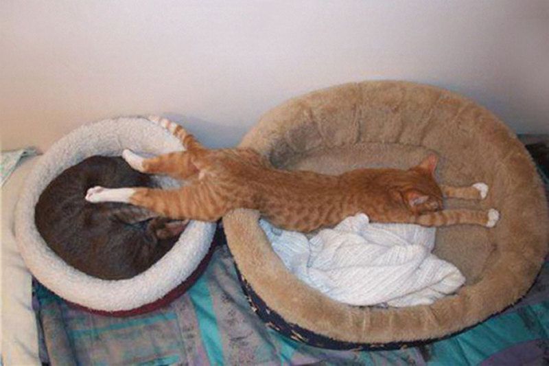 chat-deux-paniers.jpg