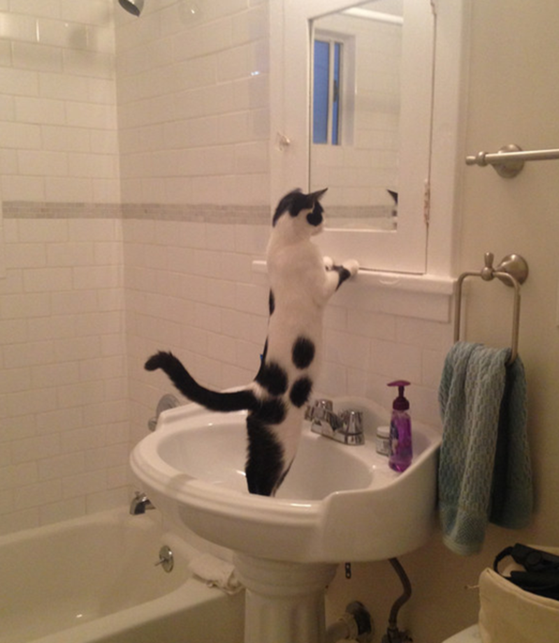 chat-devant-miroir.png