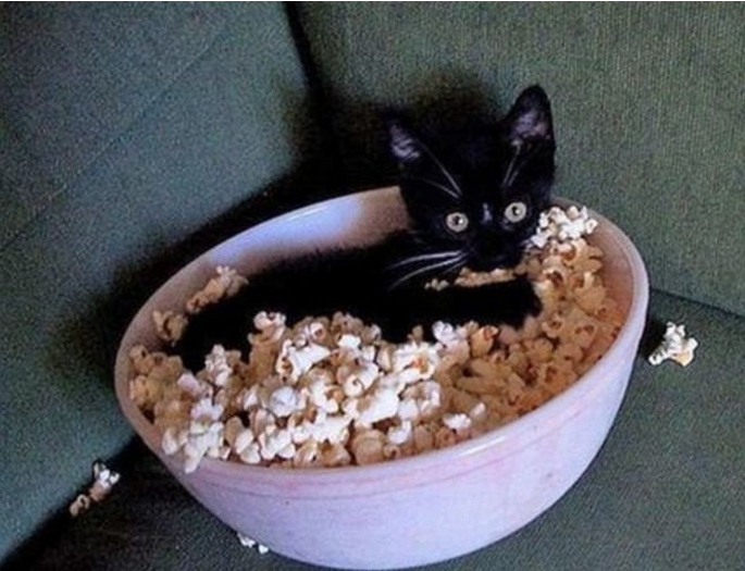 [Image: chat-dodo-pop-corn.png]