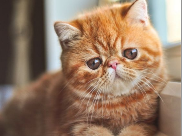 chat-exotic-shorthair-caractere-photo.png