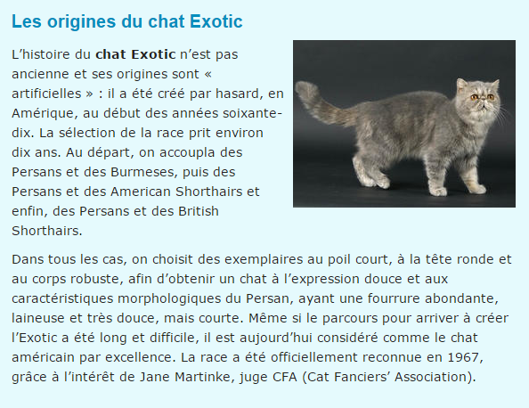chat-exotic-texte.png