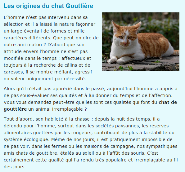 chat-gouttiere-texte1.png