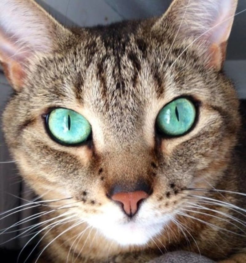 chat-jolis-yeux1.jpg