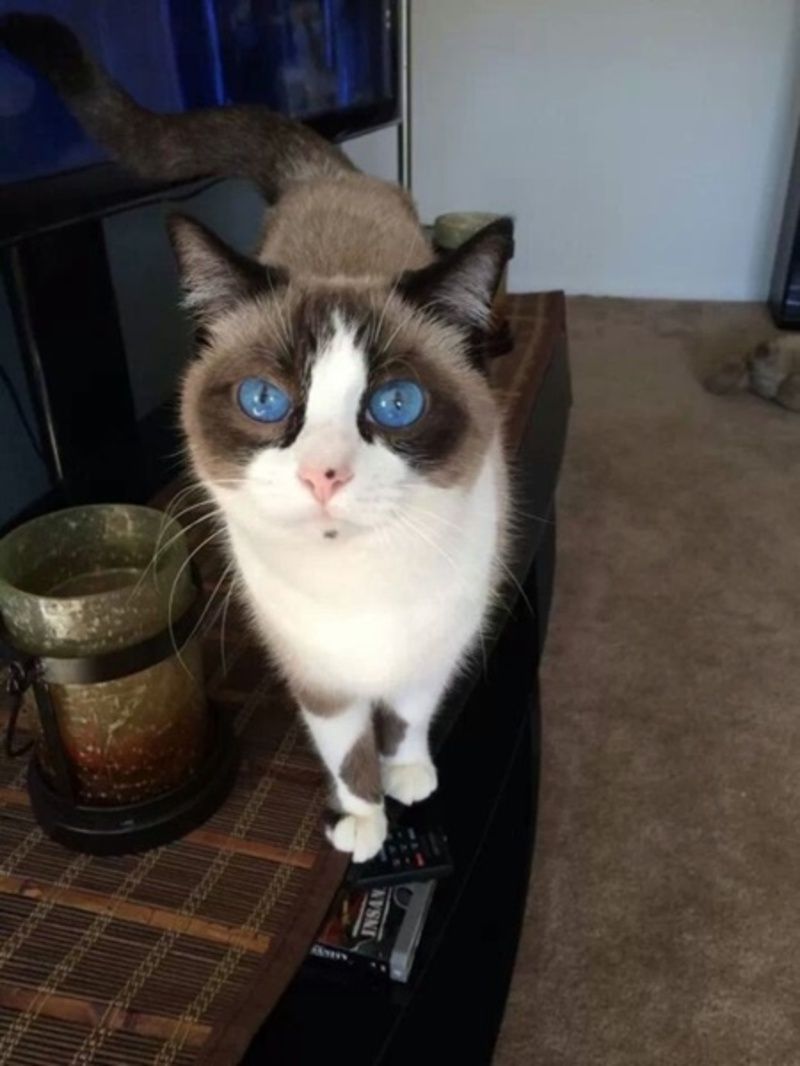 chat-jolis-yeux2.jpg